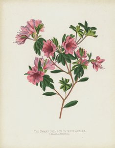 矮人深红中国杜鹃花，杜鹃花Amoena 作者 英语学校